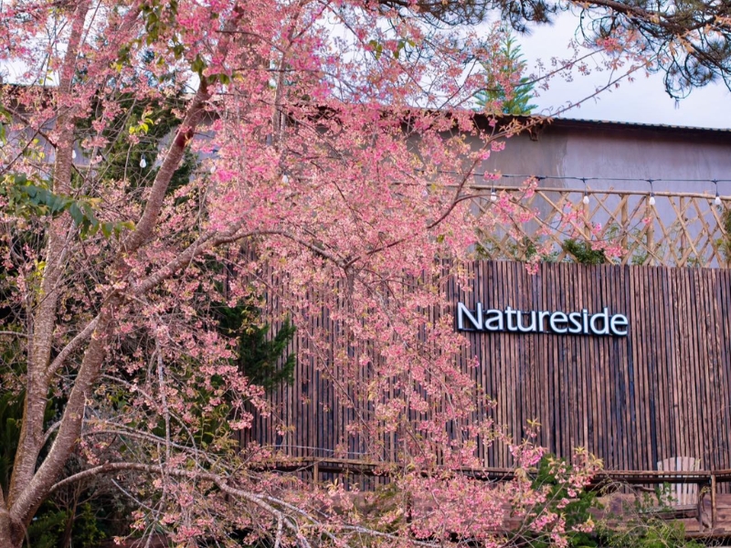 Quán Cafe Natureside không gian gần gũi thiên nhiên tạo cảm giác thoải mái và yên bình