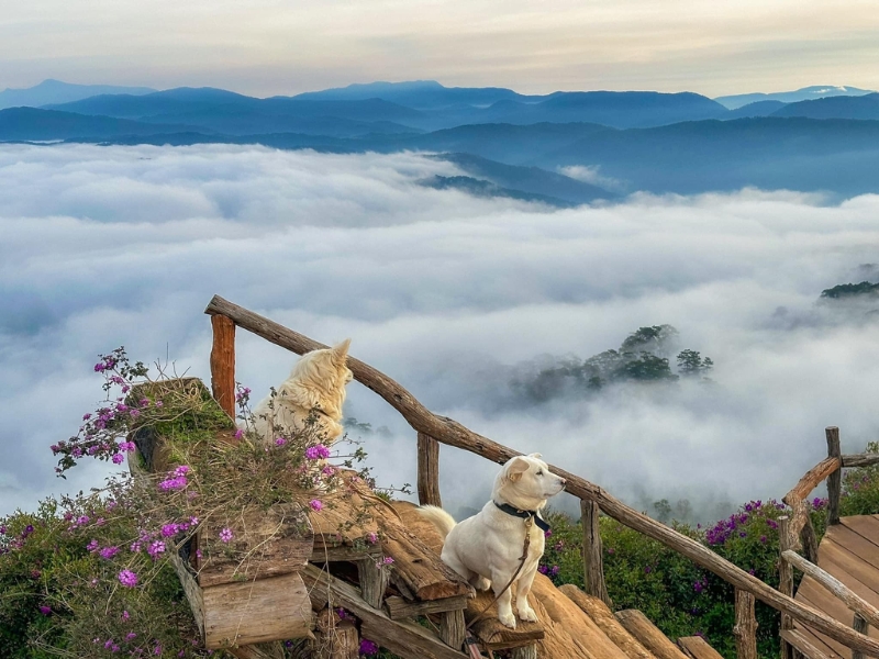 Tận hưởng thiên đường săn mây tại cầu gỗ săn mây Đà Lạt