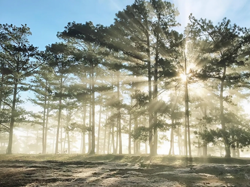 Vẻ đẹp yên bình, thư giãn của rừng thông trên cung đường đến đồi thông hai mộ