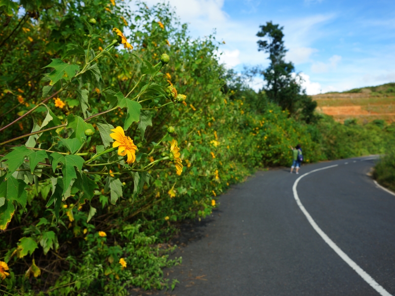 Khung cảnh hoa nở tuyệt đẹp trên quốc lộ 20, đoạn qua đèo Phú Hiệp