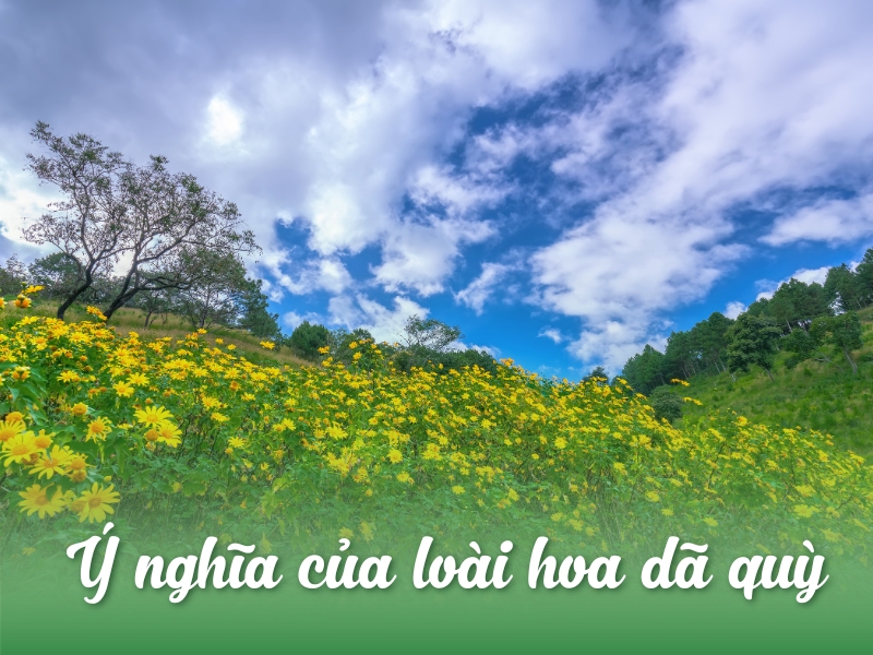 Ý nghĩa của loài hoa dã quỳ biểu tượng của sức sống và tình yêu